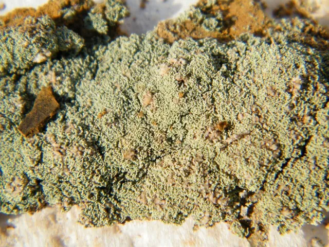 Mélantérite (FeSO₄·7H₂O) : minéral de la famille « sulfates, chromates, molybdates et tungstates », système monoclinique, dureté 2 (Mohs), couleurs : vert, vert bleuté
