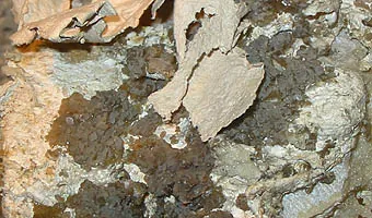 Palygorskite ((Mg,Al)₂Si₄O₁₀(OH)·4H₂O) : minéral de la famille « silicates (phyllosilicates) », système monoclinique, dureté 2 à 2,5 (Mohs), couleurs : blanc, gris, crème